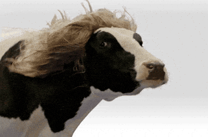 0291972a9ea4f23bf226b13df07212ac959ea50b44bff49771f2300cbef52ce5.gif