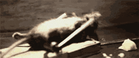 0f289f1eaf84908d43f5d73c9d12d3a61ec6a717a46ae4f991f2439aa553e54f.gif