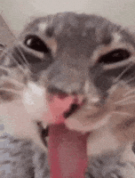 15c53ae653c3c7a5c10784bb6aad9d3360dcb98f20ae685c8417b6de6bf7e1b2.gif