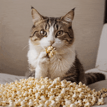 19f538464a503d9d3fa946d4492524dd6d50cf2bcc0d935b38103b92609e0c82.gif