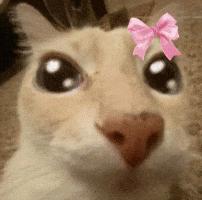 1d9531e5df61d956f1e675d13a211f65c737fd34d4fdf59cca4528ea3f08a6fc.gif