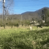 2320788df1e1146b5b4782875f5834641200e65a68cf82b53175371ccb4e9296.gif
