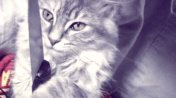 33c7b36da9c5c33955cdf2bad9b58d40de4c18617a1250d3004ea297ee1a786a.gif