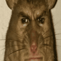 3b0cc2a8d2c931ca46b9841729e79265e9ab6ea88465b21863b1c1355f0b1d04.gif