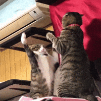 6803c53b825037bc3a21e7f5c3aecfd2a3ff42f3dff617dac49780131d7f8cb5.gif