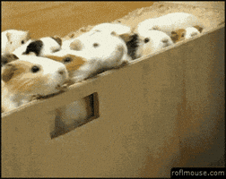 797aaae1812caad30904702201f315a55431d2ef5e2bb0d992504adead5159aa.gif