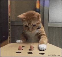 81c631545bcfe9312adbaba381c4cbfaebccea6efdacf694ec3ac1176a544890.gif