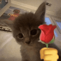 9f2496ec359f1835cef47da8eb8ea40ca8385844822d83e72b01666f1a90ca02.gif