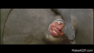 ab9298391590d3814fdc2f7d15316ef70cbe0d424f92ae8dffb818d31d056c2f.gif