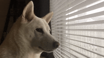 acabaed9c784a61f7a70df57b53e21ec6eb73dc637c06a1e470a41525f069908.gif