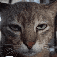 bab1e9cea82b4d60b97a3b1d8bae0085b34ab2f73db38aab91b70a0f465ba58b.gif