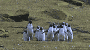 bd7bea42d61ecc89e1a87da492eb711894905f516802ab568af971f673cf9054.gif