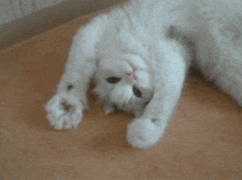 c3fb66cfbc3513f1dff9554b463e6074bfbc88b9ce5631667ec61e4eab773dab.gif