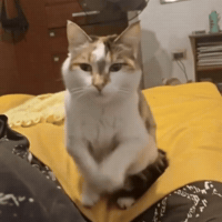 d7198738afb26b6e85ede05c798ccaae9357be5247877242d53a9c67156cbaf3.gif
