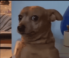 dd9a8edd9ab604d28a92199e780353ae0b5b329bb6eea7905fb0dcf38d03a5ed.gif