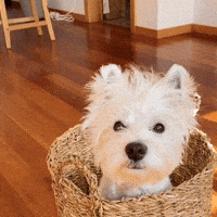 e50b6215ea23380fefa19cf4443209be1f5e8c95f8648f870a2268c66c7cc235.gif