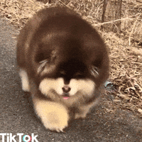 f1a00ead675ed80e4a78dfa362010feba3514e242b2e019507b8a4c7bf2cbce1.gif
