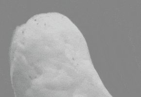 af7b60d6942b0301ebe23a6a08a5c862090567f9db2d9bbbffdc084fe2413480.gif