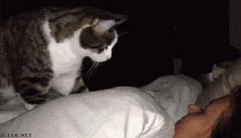 7a9b04dd7f93036e7610f6bd3cb3bd3f1c759f261018c8939c81e189952f44ef.gif