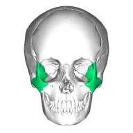 Clavicular's Hammer