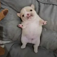 Eggiebobbiegirl3