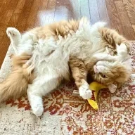 catwitch