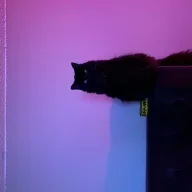 PunctiliousKitten