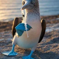 bluefootedboobie