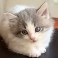 Minkster