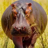 ScienceHippo