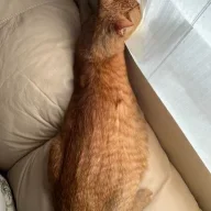 Labcat
