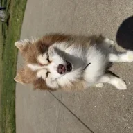 phoenixthepomsky