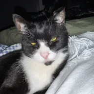 Figis1badcat