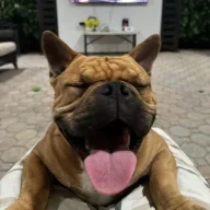 BigDill