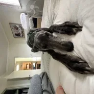 Nunu-Nudie-Rudie