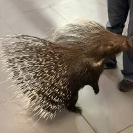 Unexpected Pepper