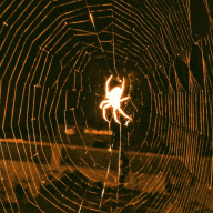 xx_spider
