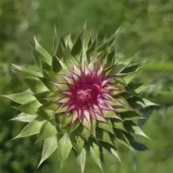 thistlebristle0304