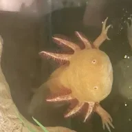 Unicornllamamama