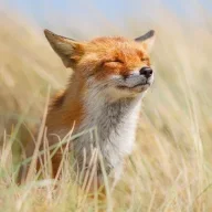 foxgirl