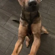 Justagirlandherdog