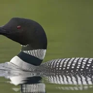 BirchLoon