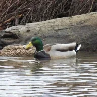 birder