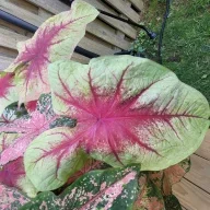fernlady40