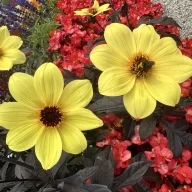sunflowerdaisy