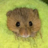 ffanonymouse