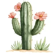 cactus_enthousiast