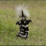 pepelepew4me