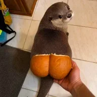 Chungus