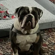 King Sully